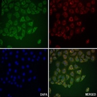 Anti-CD66a/b/c Antibody