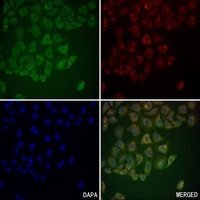 CD66a/b/c antibody