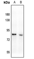 CD108 Rabbit Polyclonal Antibody