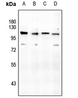 CD166 Antibody
