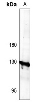 AE4 Antibody