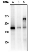 GRLF1 (Phospho-Y1105) Antibody