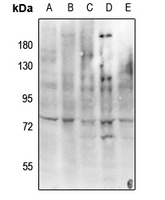c-RAF (Phospho-Y341) Antibody