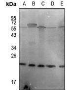 p23 (Phospho-S113) Antibody
