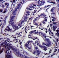 RGS1/8/16 (Phospho-Y187/159/168) Antibody