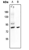 HSF1 (Phospho-S121) Antibody
