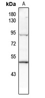 p53 (Phospho-T387) Antibody
