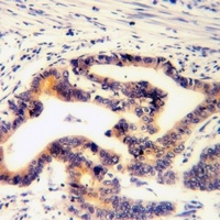 Paxillin (Phospho-S272) Antibody