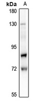 Lamin A/C (Phospho-S22) Antibody