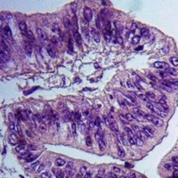 Anti-Alpha-tubulin (Phospho-Y272) Antibody