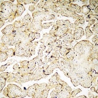 VAV3 (Phospho-Y173) Antibody