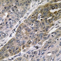 p130 Cas Antibody