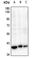 CDK7 Antibody