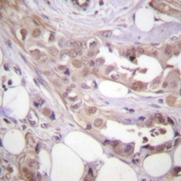 CDK7 Antibody