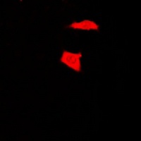 Anti-NEK9 Antibody