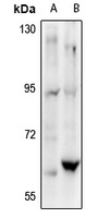 c-SRC Antibody