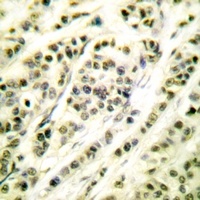 Anti-SKP1 Antibody