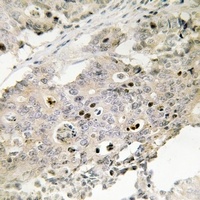 TAF4 antibody