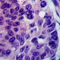 Anti-FARP2 Antibody