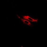Anti-FARP2 Antibody