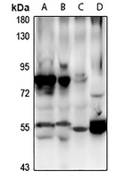 CBX6 Antibody