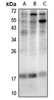LMO4 Antibody