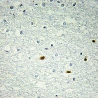 LMO4 Antibody