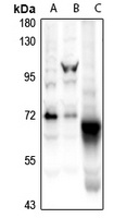 CaMK2 beta Antibody