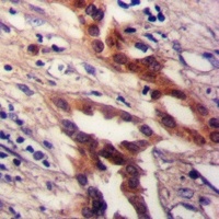 Anti-DUSP19 Antibody