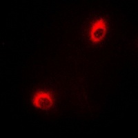 Anti-DUSP19 Antibody