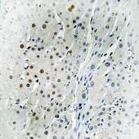 DLX4 antibody