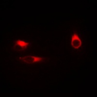 Anti-BWR1A Antibody