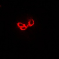 Anti-STON1 Antibody
