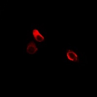 Anti-Cadherin 9 Antibody