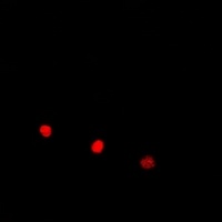 Anti-ELOA3 Antibody