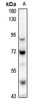 MINT3 Rabbit Polyclonal Antibody
