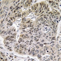 MINT3 Rabbit Polyclonal Antibody
