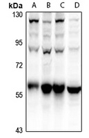 ATG5 Antibody [KO/KD Validated]