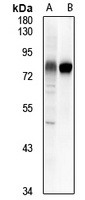 CD55 Rabbit Polyclonal Antibody