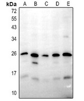 I-MF Rabbit Polyclonal Antibody