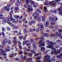 RASGEF1A antibody