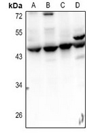 Septin 2 Antibody