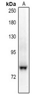 NHE7 Rabbit Polyclonal Antibody