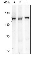 ITIH4 Antibody