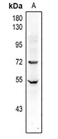 Factor XI HC Antibody