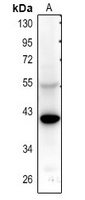 5-HT5A Antibody