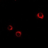 5-HT5A Antibody