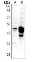 GPR150 Antibody