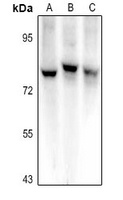 Semaphorin 3C Rabbit Polyclonal Antibody