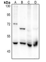 Flotillin 2 Rabbit Polyclonal Antibody
